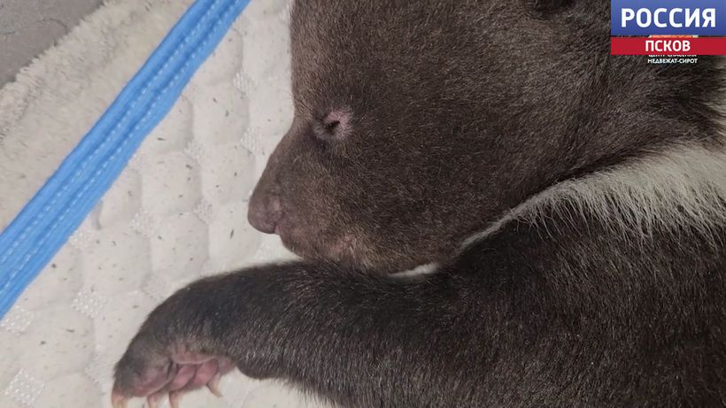 Стало тесно в одном вольере. У медвежат‑сирот из Бежаницкого района теперь раздельные домики 