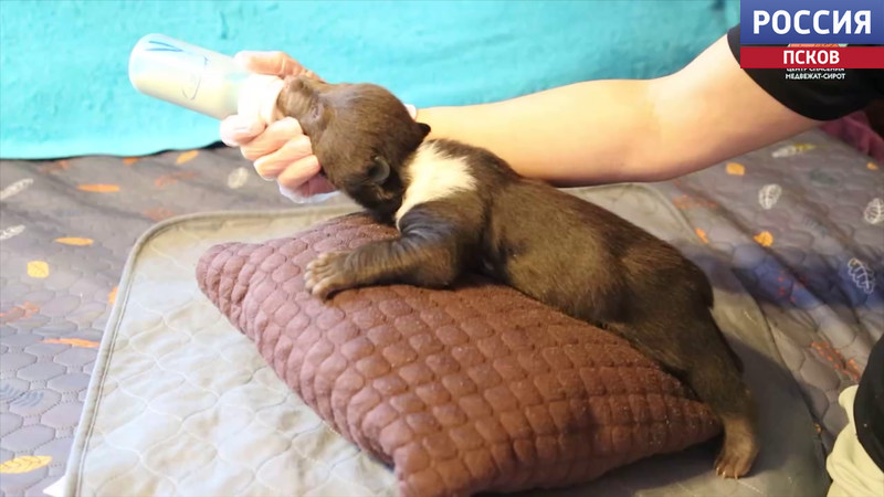 Спасенные медвежата из Бежаниц активно растут и крепнут