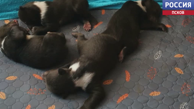Медвежата-сироты из Пскова сделали первые шаги в Тверском Центре спасения