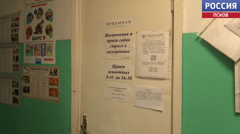 Прививать надо каждый год. В Дедовичах организовали бесплатную вакцинацию домашних животных от бешенства