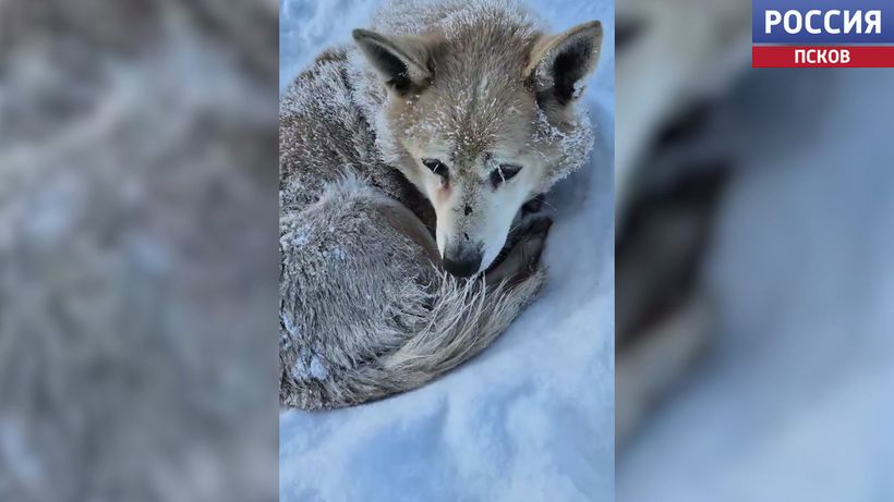 Сотрудники приюта "Лесопилка" обнаружили брошенную на морозе слепую собаку