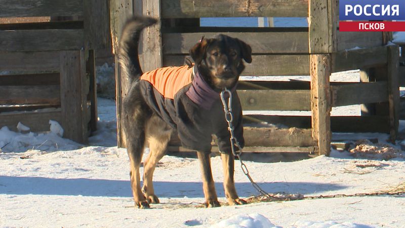 В приюте "Лесопилка" объявлен карантин из-за вспышки питомникового кашля у собак