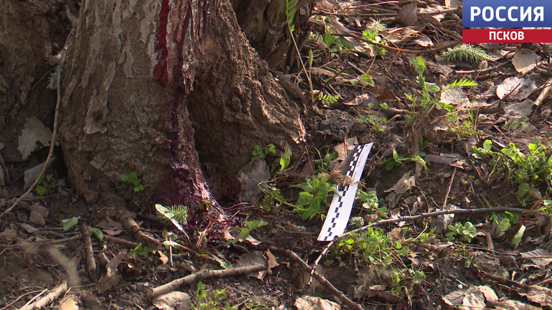 Пскович предстанет перед судом за жестокое обращение с животным