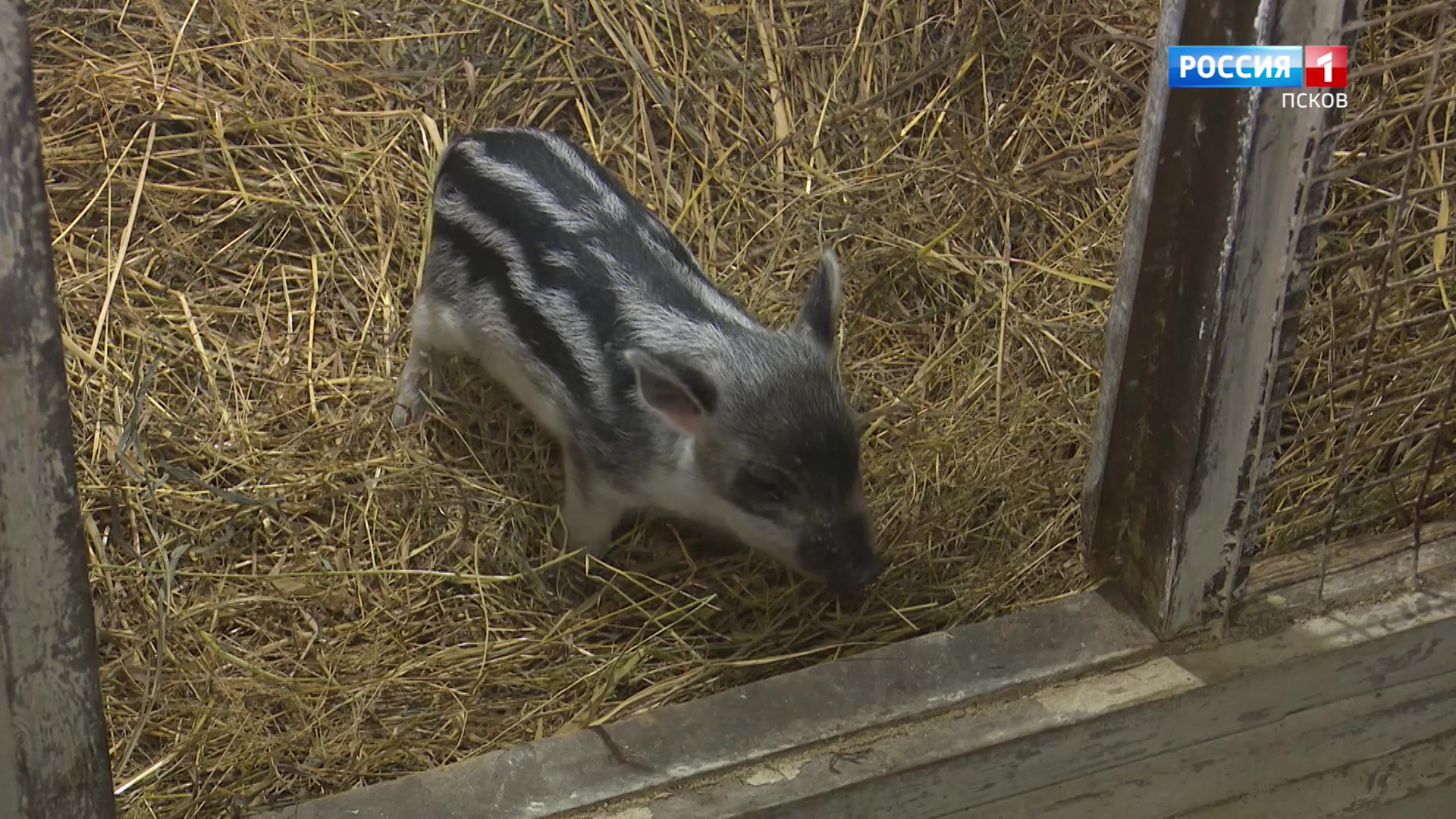 Спасти маленькую Клепу: на подворье "Птичий дворик" выхаживают лесного поросенка