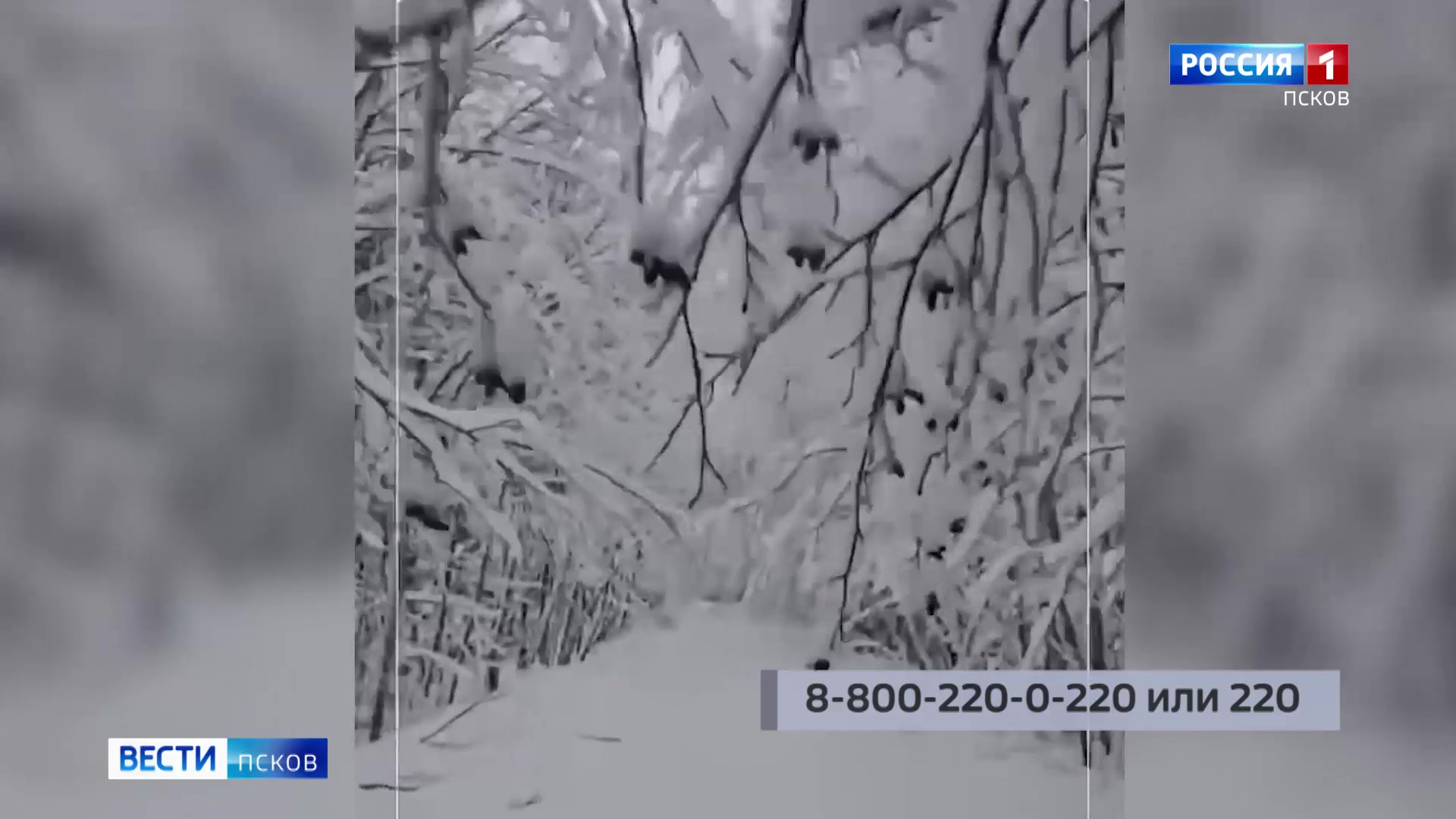 Псковские энергетики восстановили почти 1000 км ЛЭП после мощных снегопадов