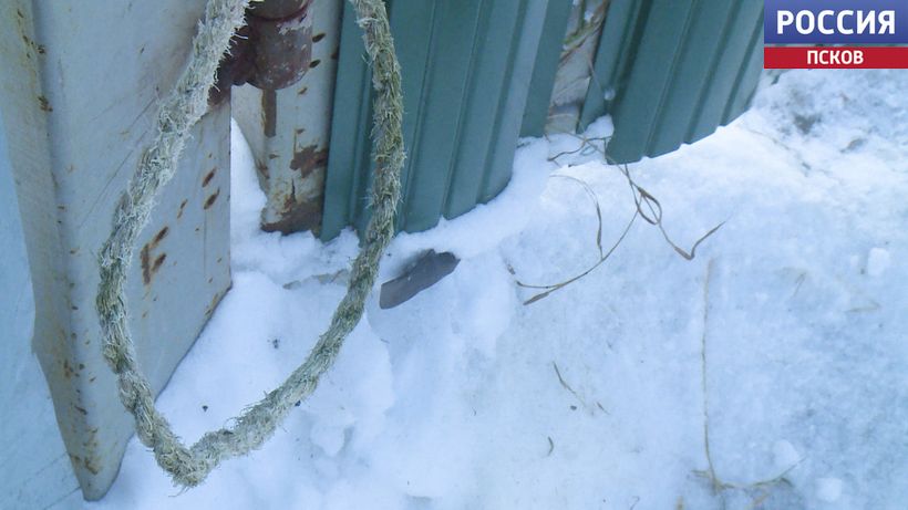 Привязал к забору и оставил. В приюте "Добрый" рассказали о новом зверстве человека