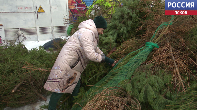 Не выбрасывайте новогодние елки. Новогодние деревья можно сдать на переработку в Пскове