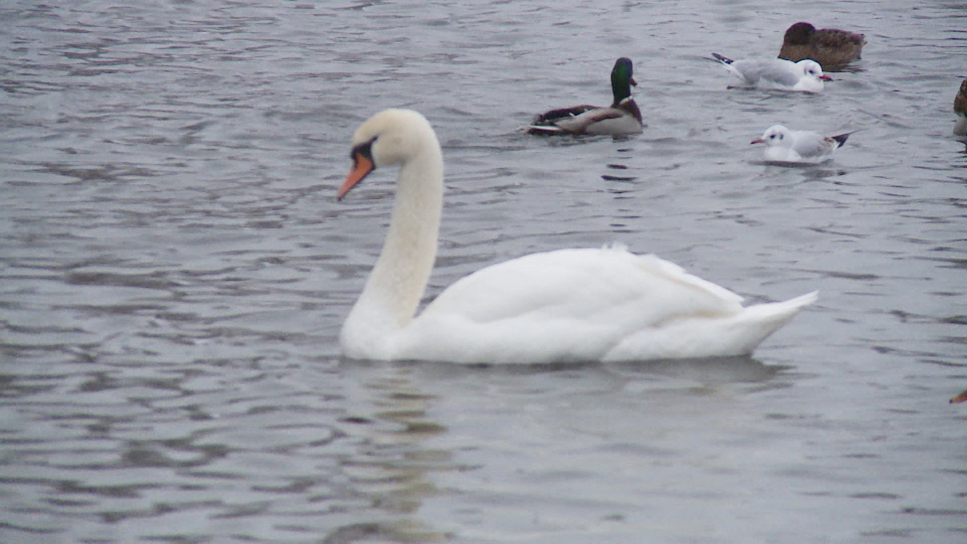 В Дендропарке Пскова появился необычный гость - белый лебедь