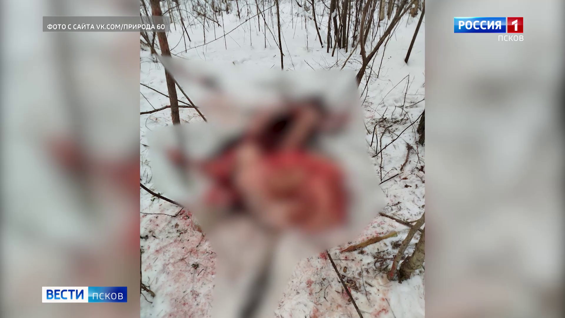 Полиция выясняет обстоятельства убийства беременной лосихи 