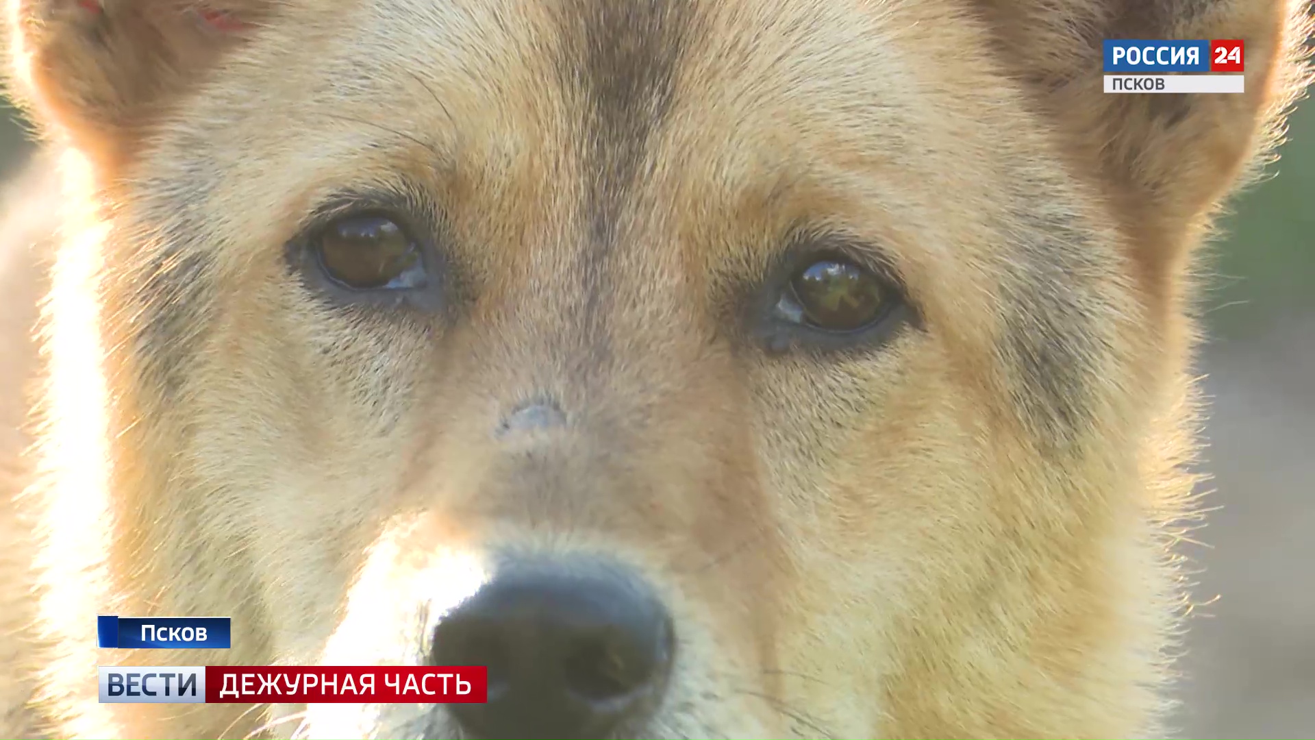 Ответ на жестокость. В Псковской области ужесточили правила содержания животных после резонансных случаев