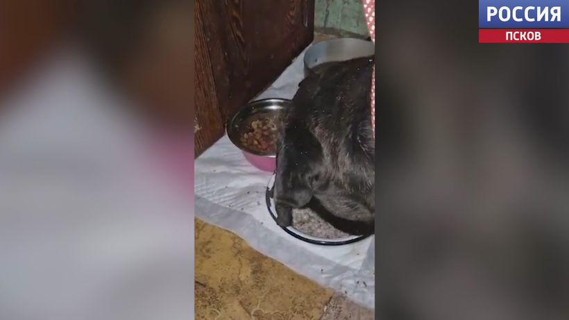 В Печорах полиция и волонтеры спасли двух истощенных собак