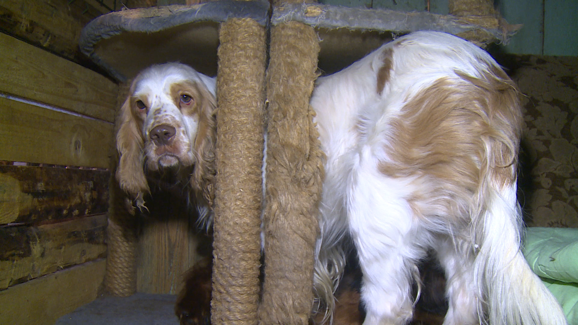 Бросила на улице, испугавшись полиции. Псковские волонтеры спасали собак из псевдоприюта