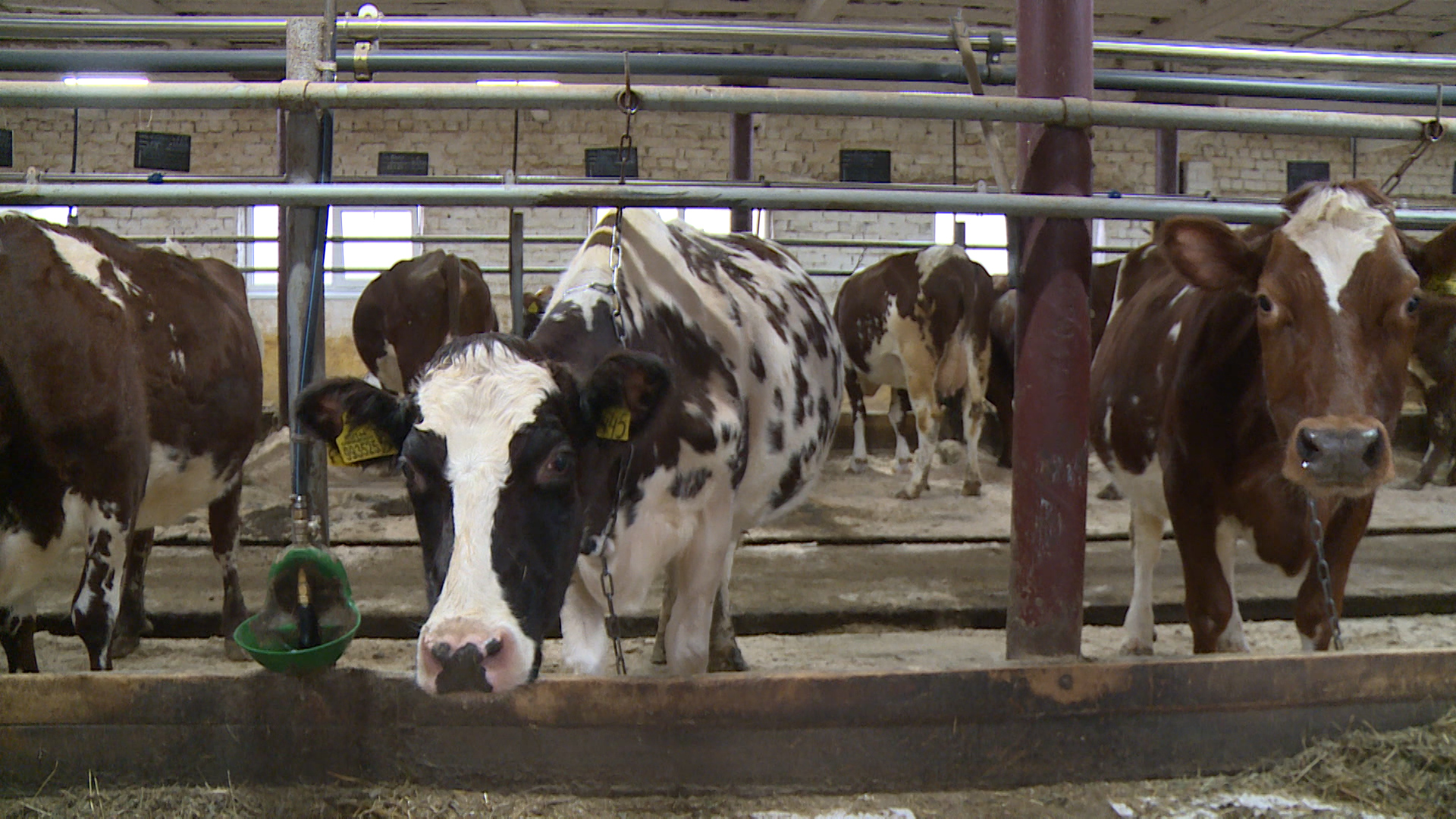 Корм, сено и не только. Что помогает перезимовать буренкам в Палкинском районе?