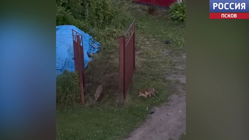 Близко подходить не стоит. Почему дикие звери в городской среде - не мило, а опасно