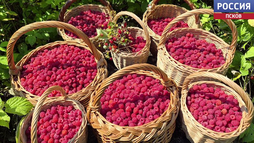 Сочная и вкусная ягода. Жители региона делятся многочисленными фотографиями лесных даров