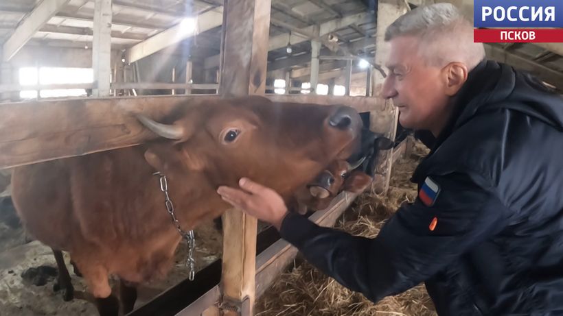 "Сами грузим, сами разгружаем. А кто, как не мы!": супруги Васильевы из Новоржевского района держат 80 коров и восстанавливают ферму 1976 года