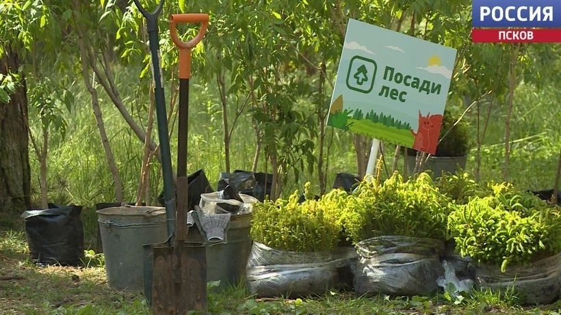 Бархат амурский и другие деревья. Восемь тысяч саженцев высадили в Корытовском лесопарке 