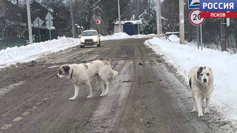 Гуляют сами по себе и угрожают жителям. Почему в Хотицах не могут найти управу на хозяев огромных собак? 