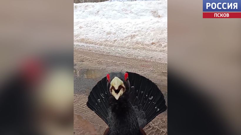 Принял за соперника. Псковский депутат рассказал о нападении глухаря в лесу