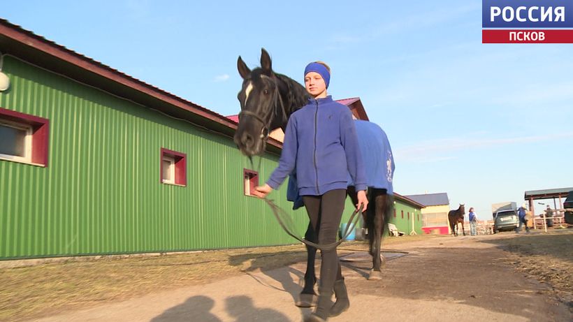 Конь Адмирал, подаренный губернатором, приступил к тренировкам в СШОР "Надежда"