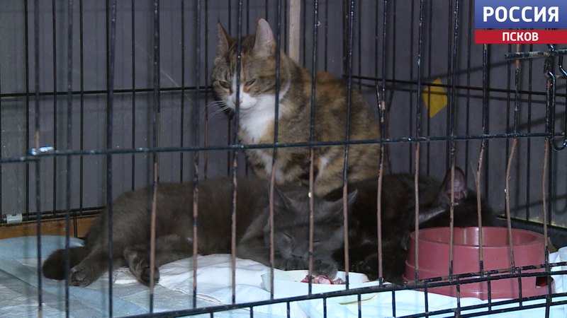  По решению псковской прокуратуры псковичку направят на принудительное лечение за жестокое обращение с животными