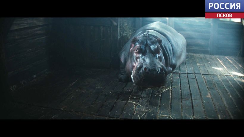 Несмотря на голод и бомбежки спасали животных. Псковичи поделились впечатлениями от фильма "Красавица"