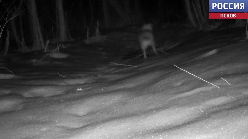 Фотоловушка запечатлела момент охоты волка в Псковской области