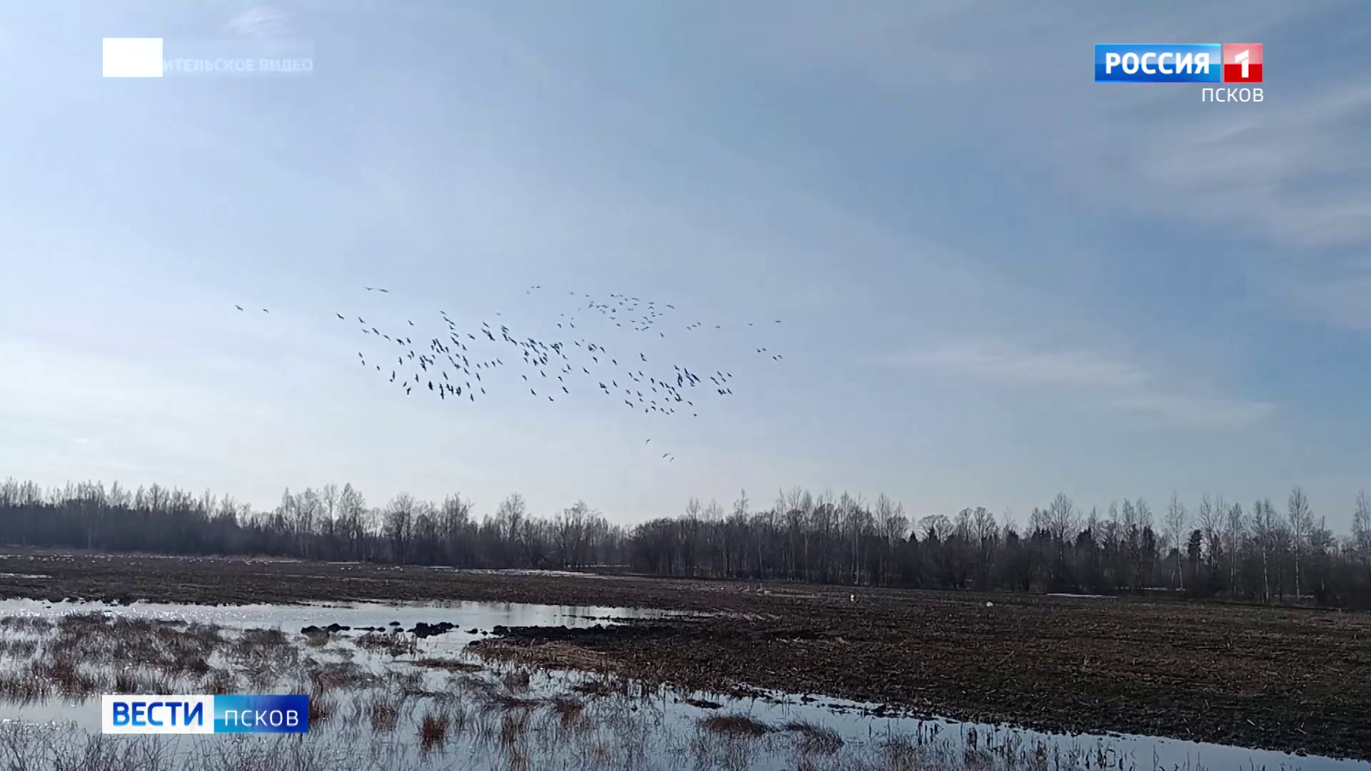 Зима отступила: в Псковскую область вернулись дикие гуси и лебеди