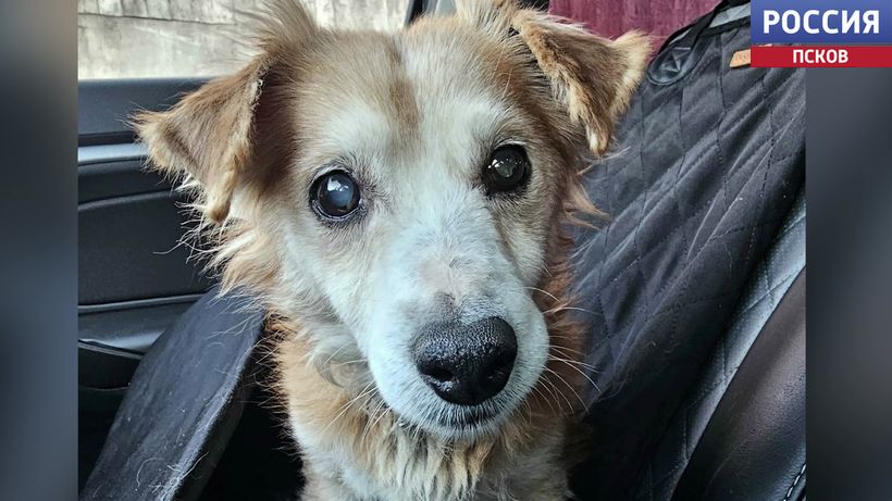 Приют "Лесопилка" забрал нескольких животных из Порховского округа