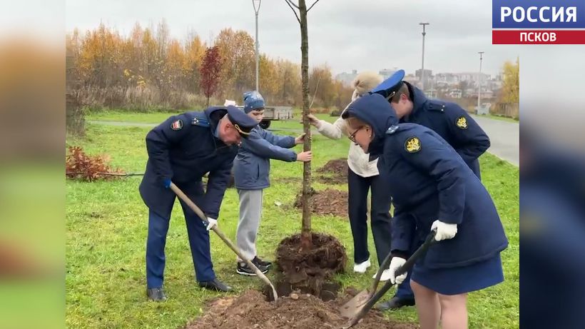 В парке 300-летия прокуратуры в Пскове высадили новые деревья