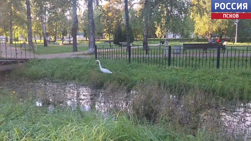 Редкая гостья: белая цапля облюбовала парк Победы в Опочке