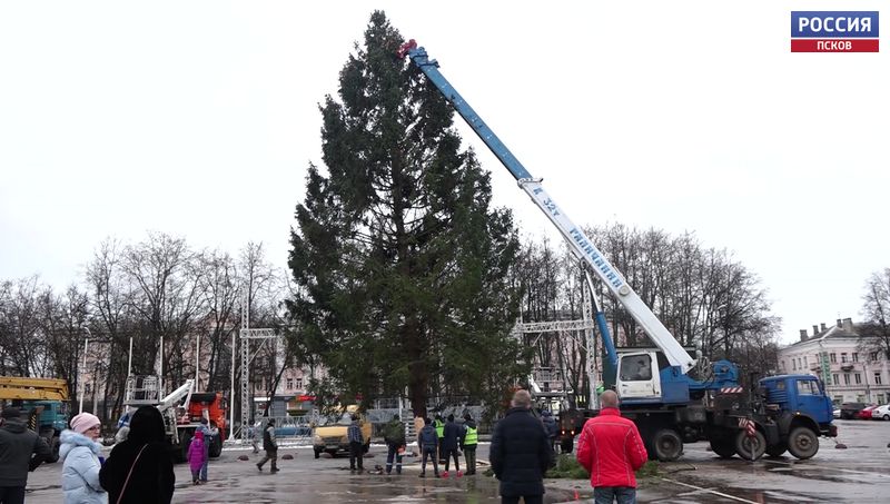 На центральной площади Великих Лук установили живую ёлку